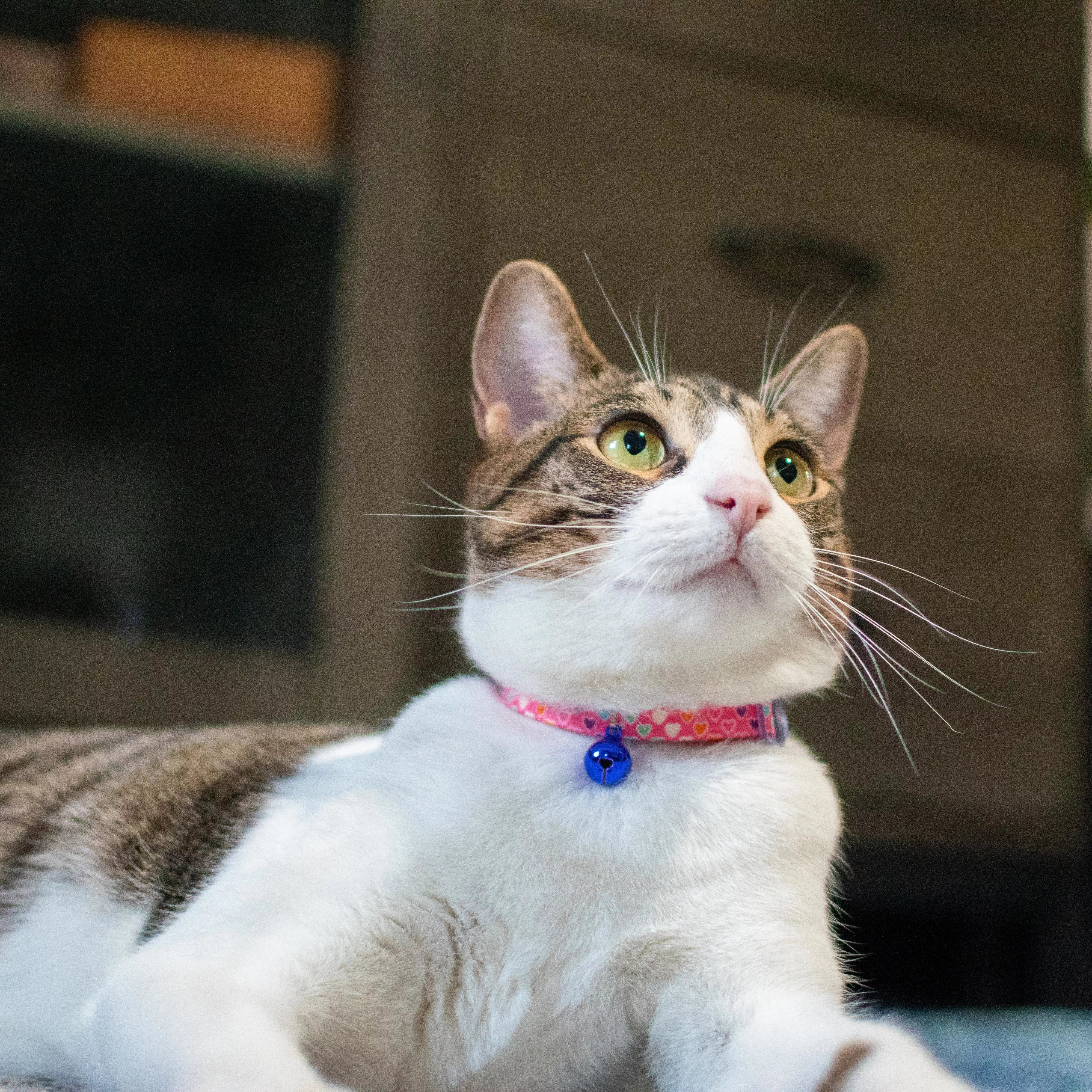 Coastal Safe Cat Fashion Adjustable Breakaway Collar 3/8" x 8-12"