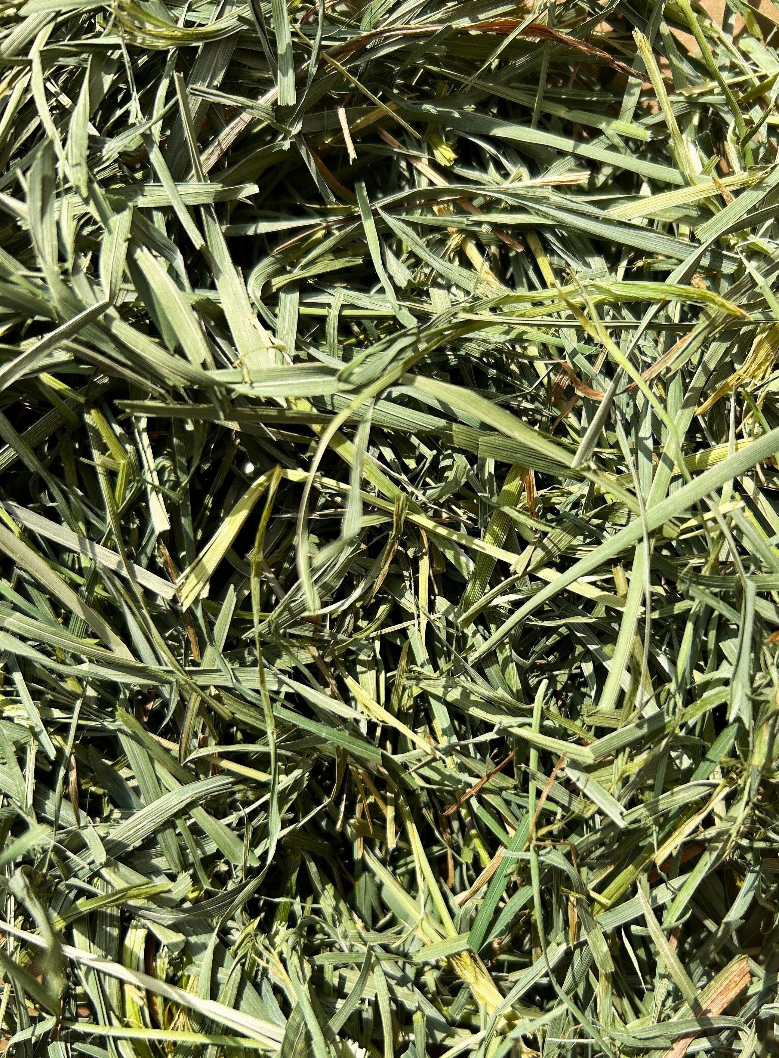 Round Lake Farm Orchard Grass Hay