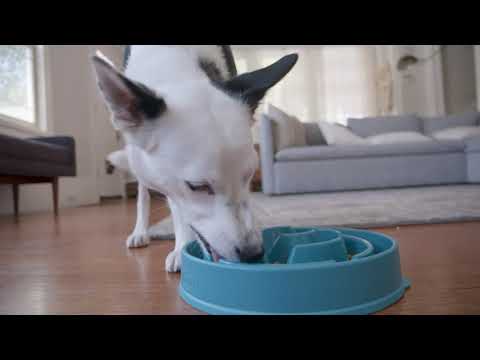 Fun Feeder Slo Bowl, Slow Feeder Dog Bowl