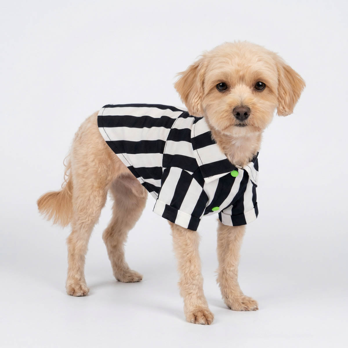 Fitwarm Spooky Striped Dog Shirt