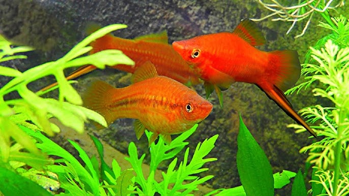 Hillaries Fishes