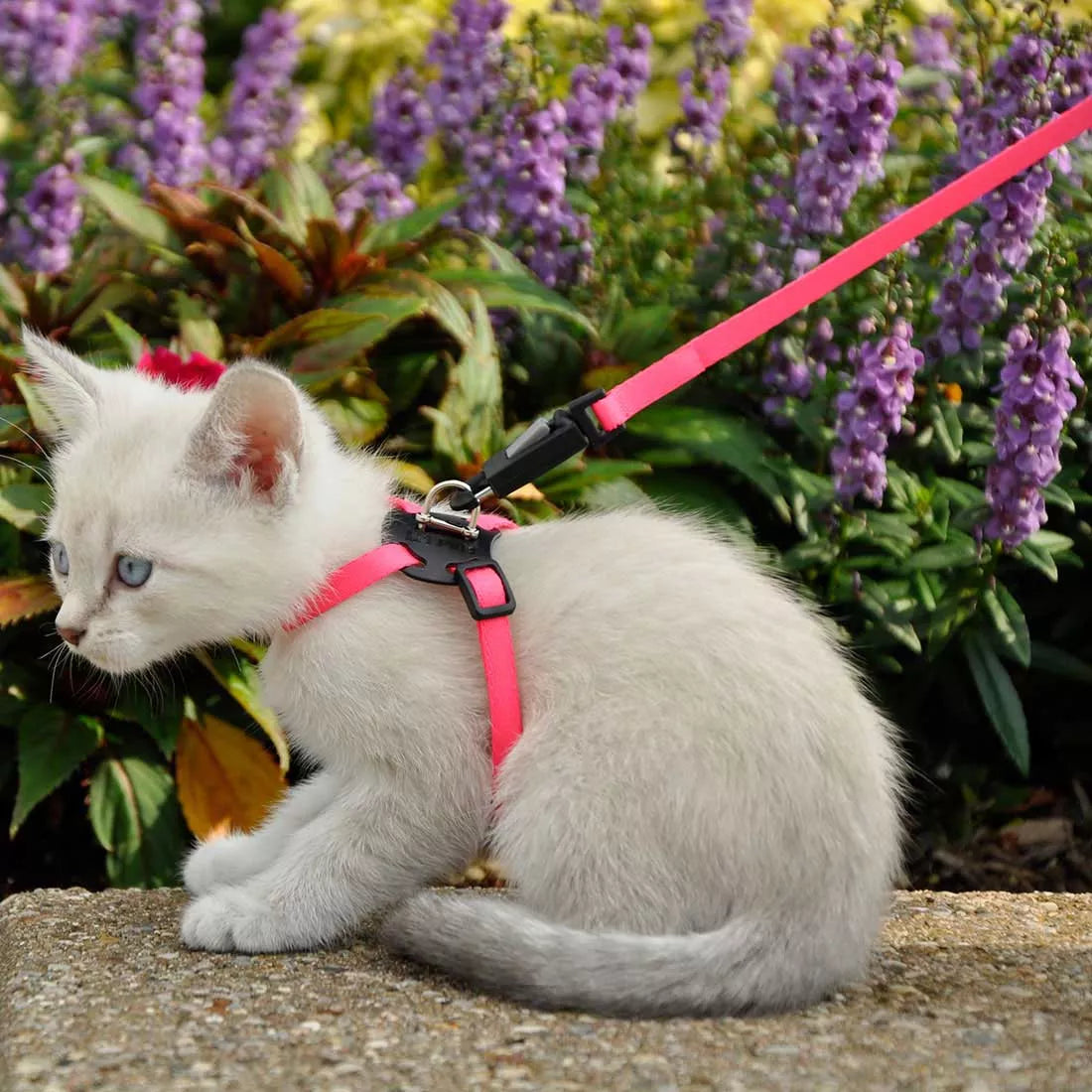 Harness
Li'l Pals Adjustable Kitten Harness and 6' Leash Combo