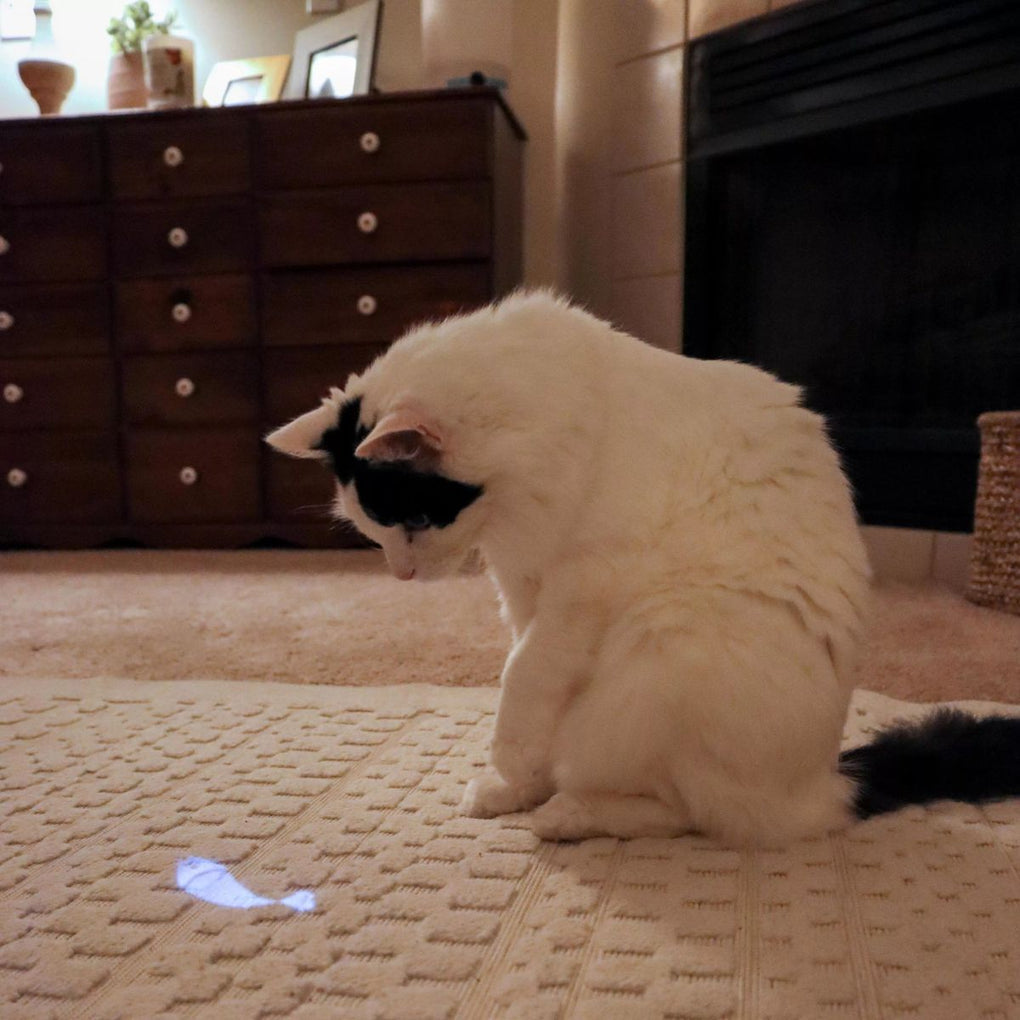 Turbo Cat LED Pointer Butterfly / Mouse Light