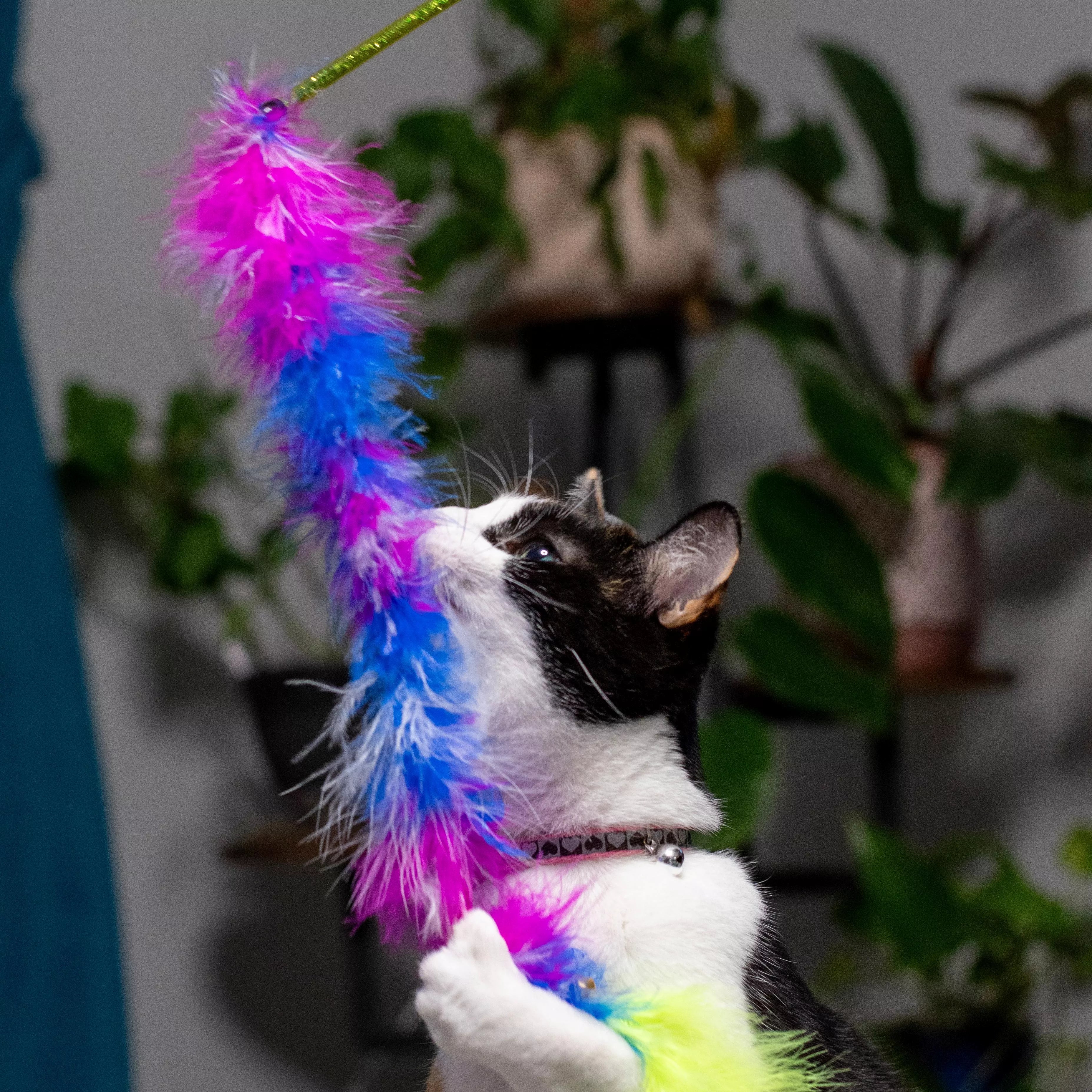 Turbo Feather Tail Teaser