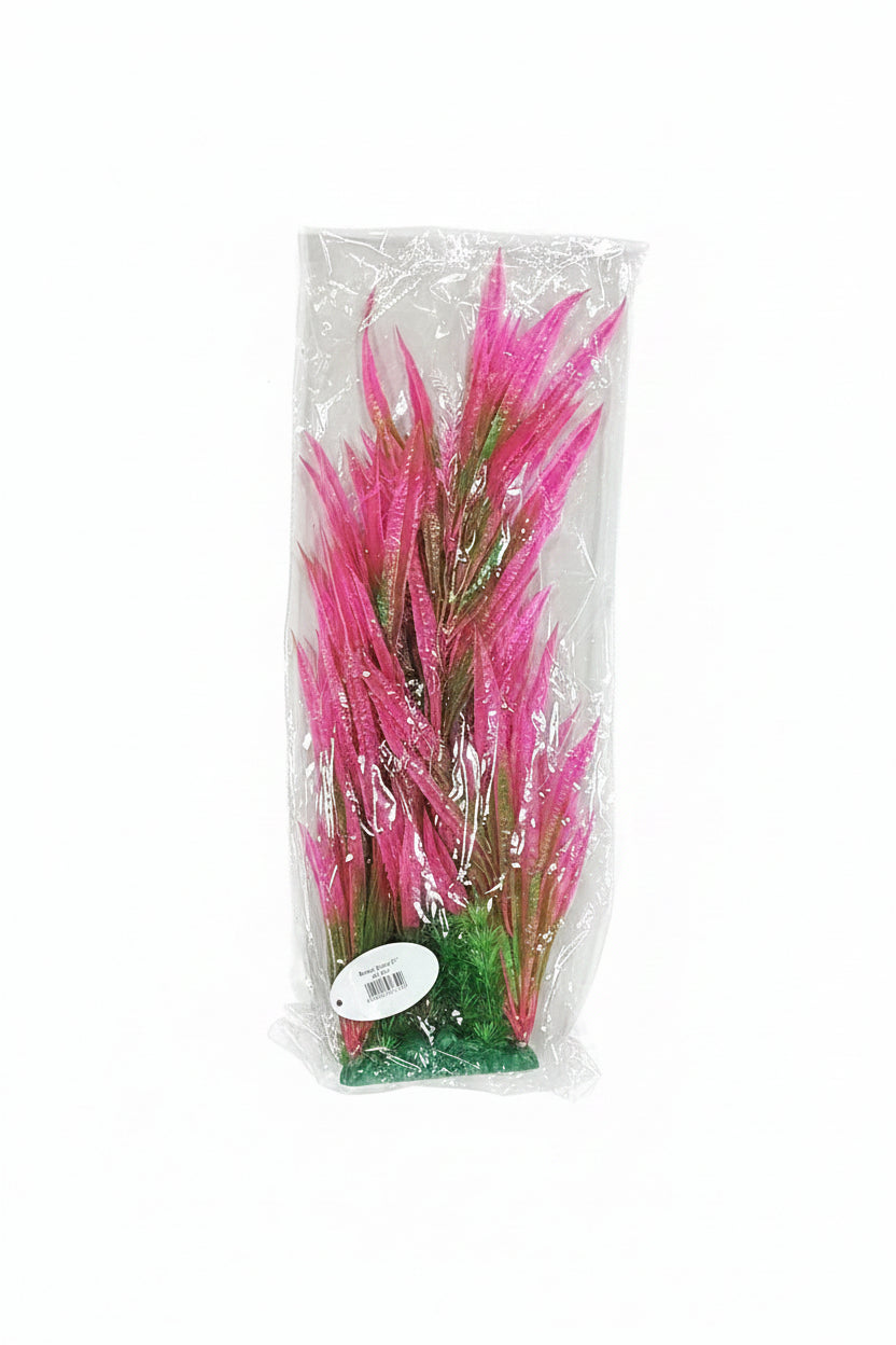 Aquarium Plants
