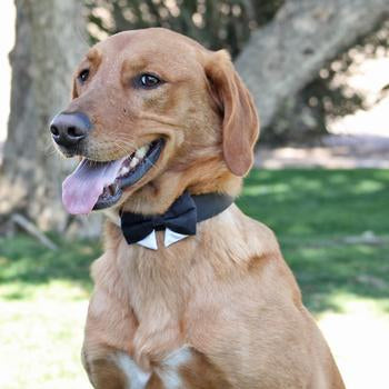 Doggie Design Universal Dog Bow Tie